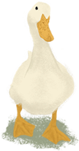 Quackie the Pekin Duck