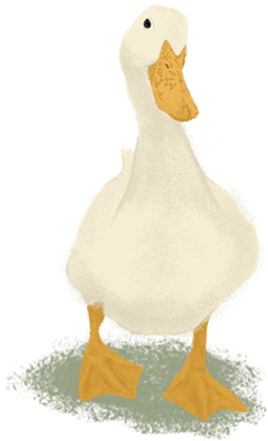 Quackie McDuck, Pekin Duck Extraordinaire